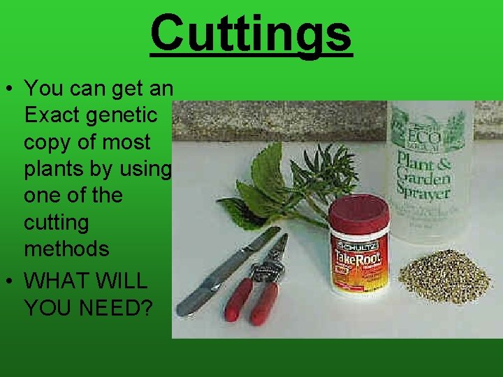 Cuttings • You can get an Exact genetic copy of most plants by using
