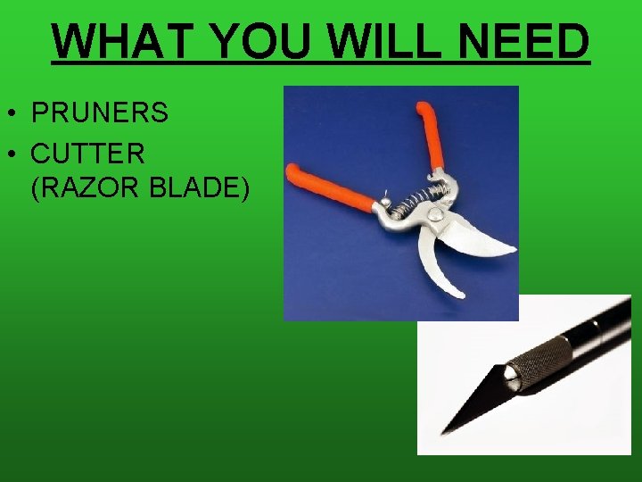 WHAT YOU WILL NEED • PRUNERS • CUTTER (RAZOR BLADE) 
