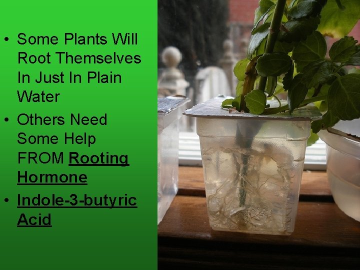  • Some Plants Will Root Themselves In Just In Plain Water • Others