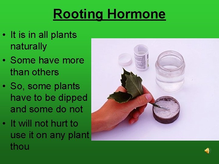 Rooting Hormone • It is in all plants naturally • Some have more than