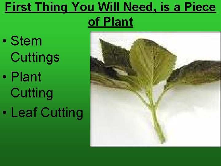 First Thing You Will Need, is a Piece of Plant • Stem Cuttings •