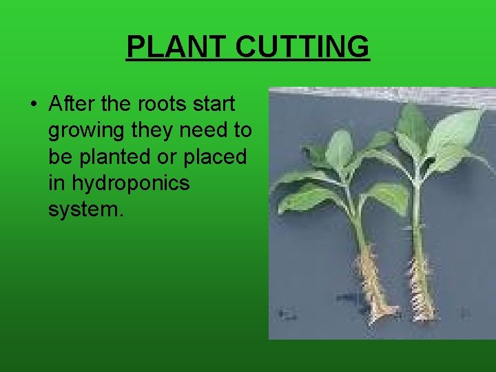 PLANT CUTTING • After the roots start growing they need to be planted or
