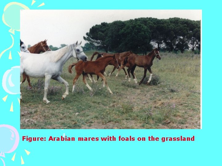 Figure: Arabian mares with foals on the grassland 