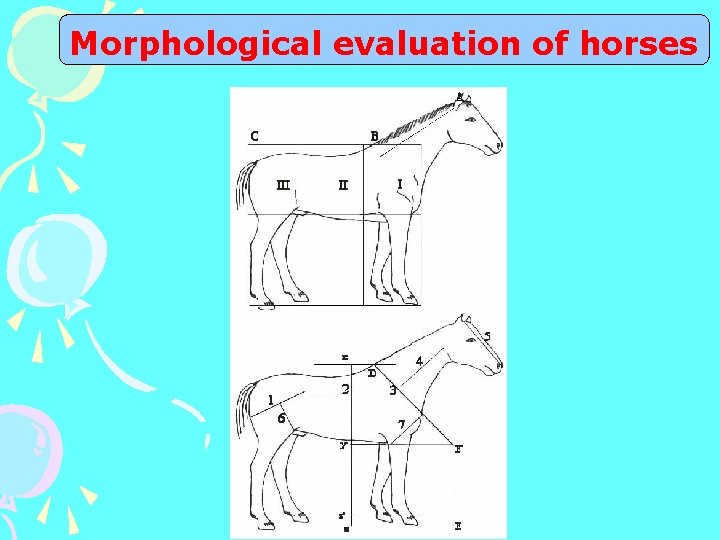 Morphological evaluation of horses 