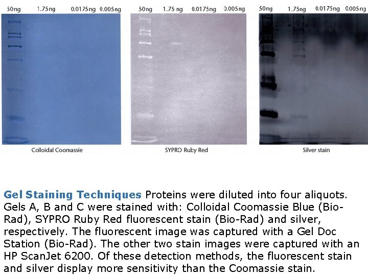 Gel Staining Techniques Proteins were diluted into four aliquots. Gels A, B and C