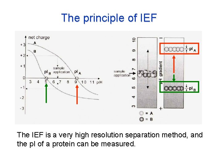 The principle of IEF The IEF is a very high resolution separation method, and