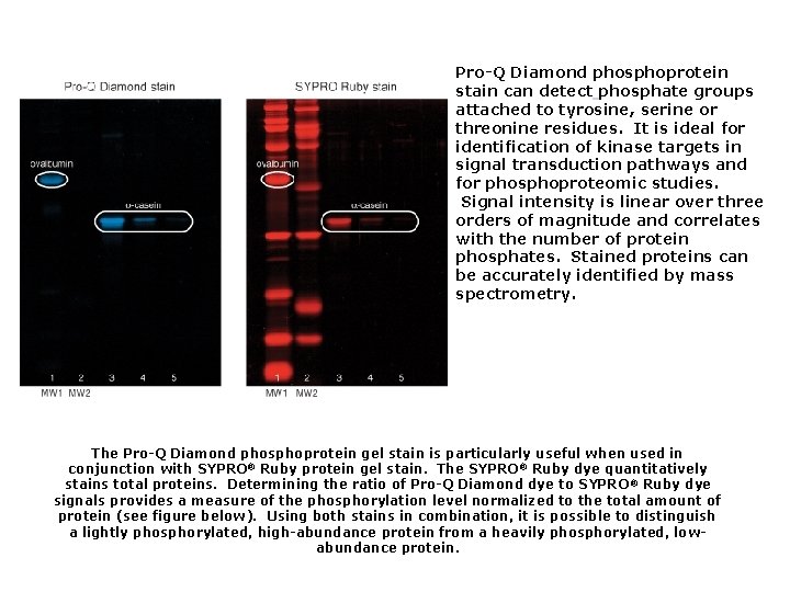 Pro-Q Diamond phosphoprotein stain can detect phosphate groups attached to tyrosine, serine or threonine