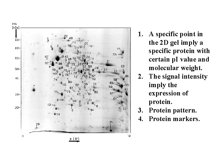 1. A specific point in the 2 D gel imply a specific protein with