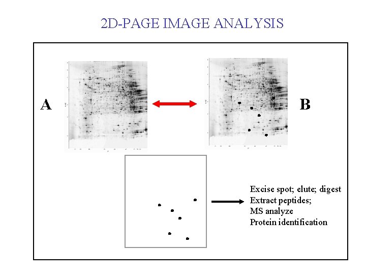 2 D-PAGE IMAGE ANALYSIS A B Excise spot; elute; digest Extract peptides; MS analyze