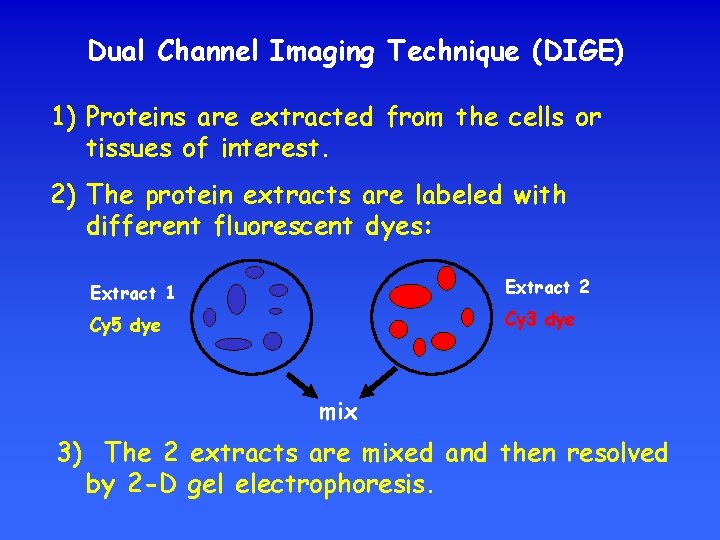 Dual Channel Imaging Technique (DIGE) 1) Proteins are extracted from the cells or tissues