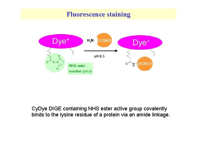Fluorescence staining H 2 N- Cy. Dye DIGE containing NHS ester active group covalently