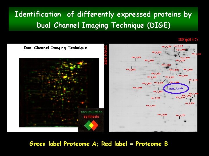 Identification of differently expressed proteins by Dual Channel Imaging Technique (DIGE) Dual Channel Imaging
