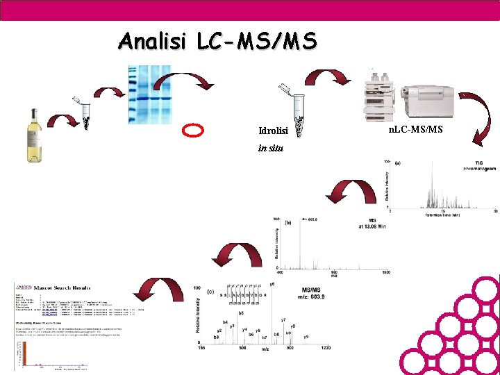 Analisi LC-MS/MS Idrolisi in situ n. LC-MS/MS 