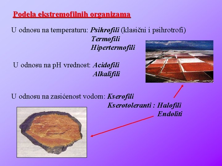 Podela ekstremofilnih organizama U odnosu na temperaturu: Psihrofili (klasični i psihrotrofi) Termofili Hipertermofili U