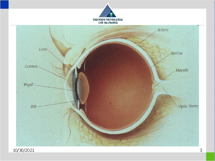 YEDİTEPE ÜNİVERSİTESİ GÖZ HASTANESİ 10/30/2021 3 