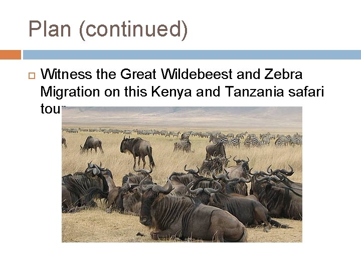 Plan (continued) Witness the Great Wildebeest and Zebra Migration on this Kenya and Tanzania