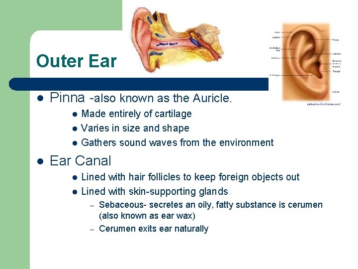 Outer Ear l Pinna -also known as the Auricle. l l Made entirely of