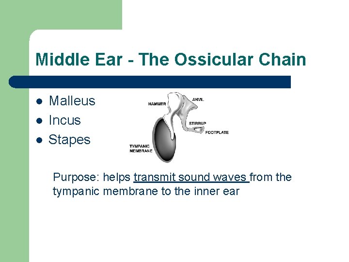 Middle Ear - The Ossicular Chain l l l Malleus Incus Stapes Purpose: helps