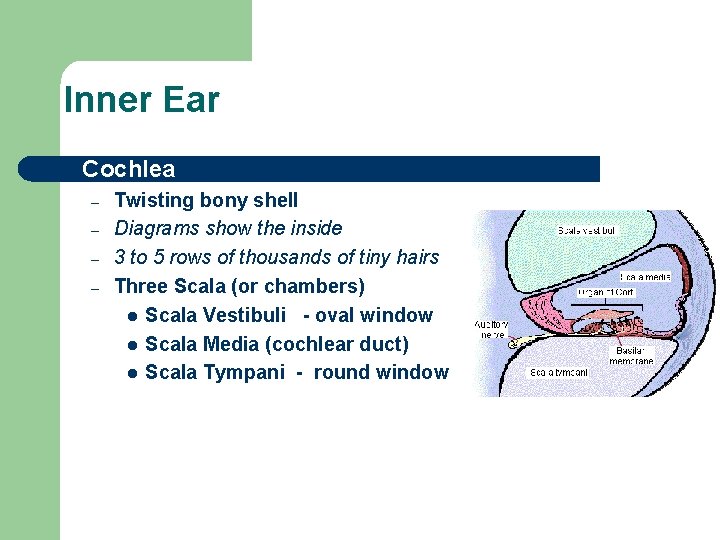 Inner Ear l Cochlea – – Twisting bony shell Diagrams show the inside 3