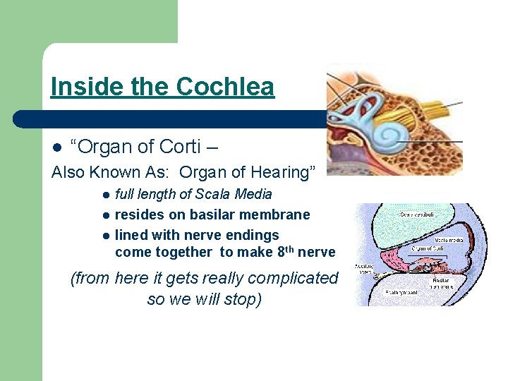 Inside the Cochlea l “Organ of Corti – Also Known As: Organ of Hearing”