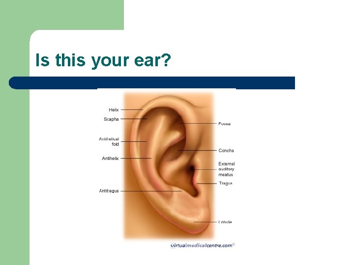 Is this your ear? 