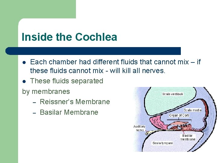 Inside the Cochlea Each chamber had different fluids that cannot mix – if these