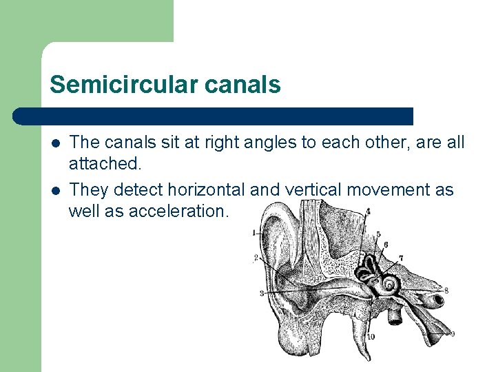 Semicircular canals l l The canals sit at right angles to each other, are