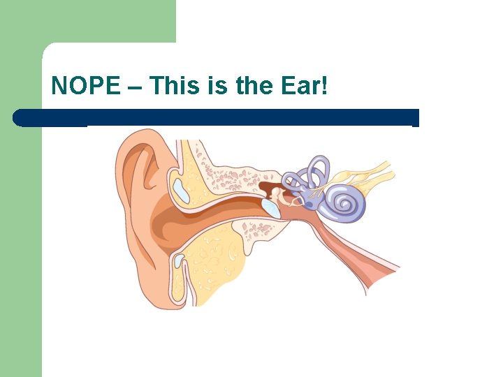 NOPE – This is the Ear! 