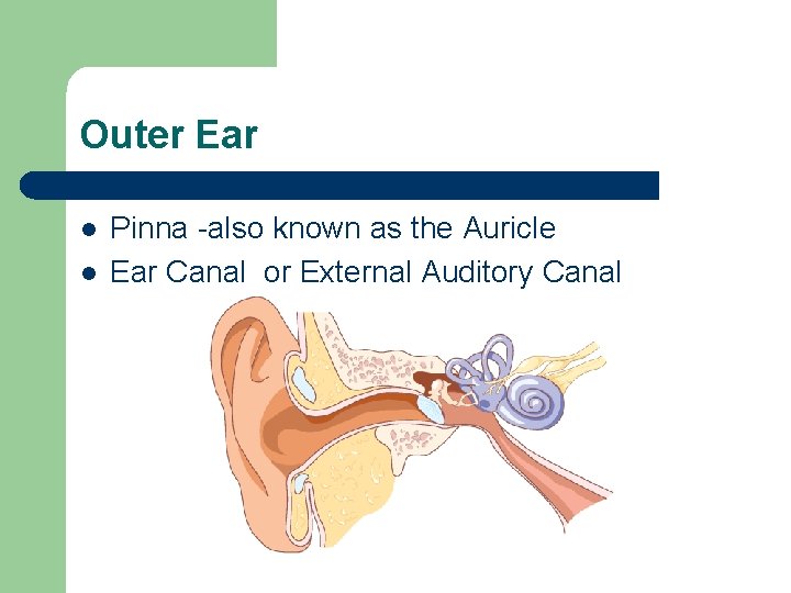 Outer Ear l l Pinna -also known as the Auricle Ear Canal or External