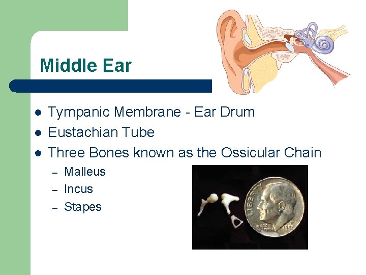 Middle Ear l l l Tympanic Membrane - Ear Drum Eustachian Tube Three Bones