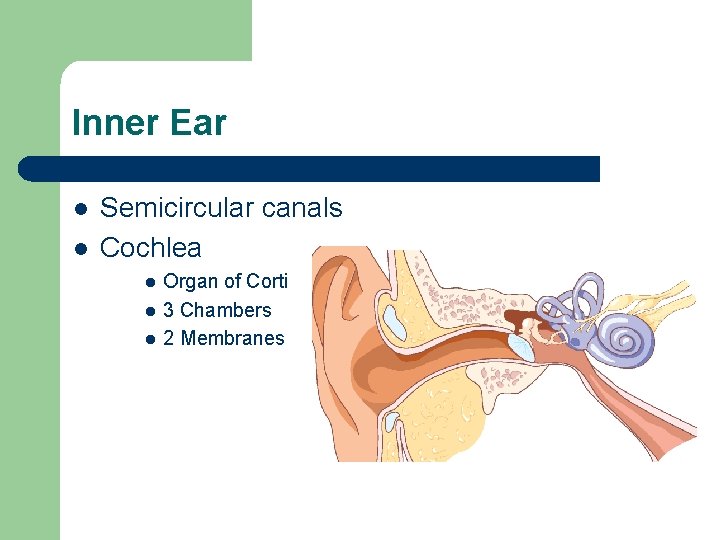 Inner Ear l l Semicircular canals Cochlea l l l Organ of Corti 3