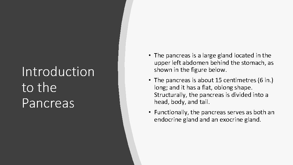 Introduction to the Pancreas • The pancreas is a large gland located in the