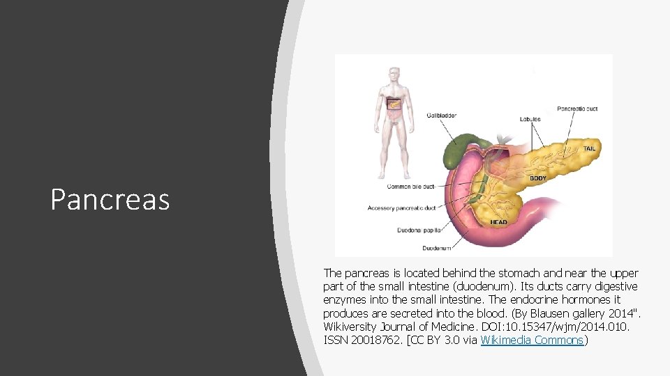 Pancreas The pancreas is located behind the stomach and near the upper part of