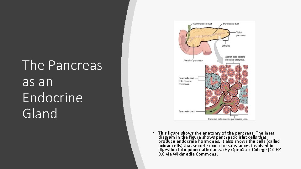 The Pancreas as an Endocrine Gland • This figure shows the anatomy of the