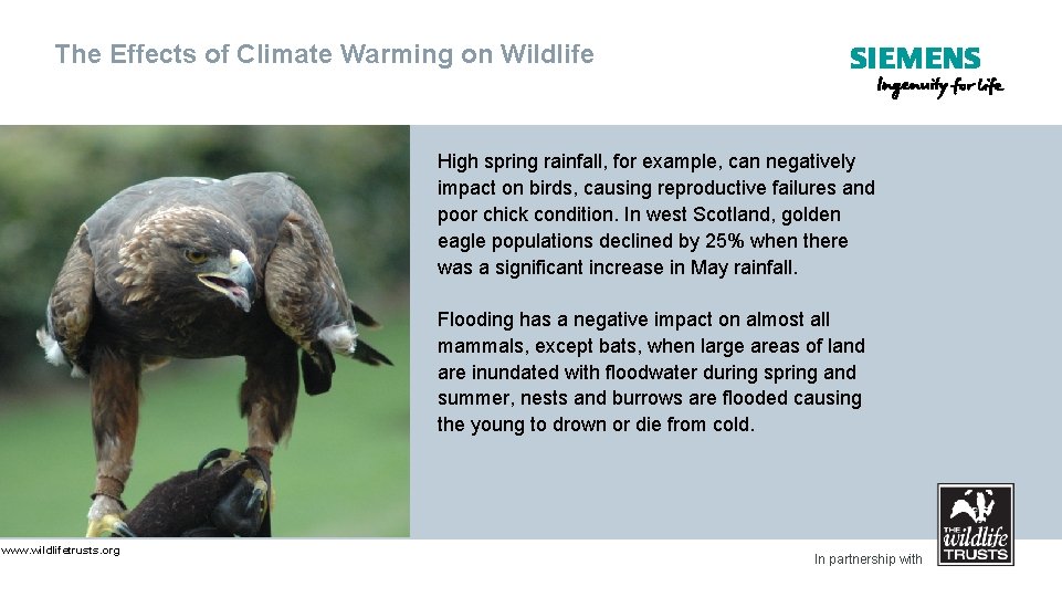 The Effects of Climate Warming on Wildlife High spring rainfall, for example, can negatively