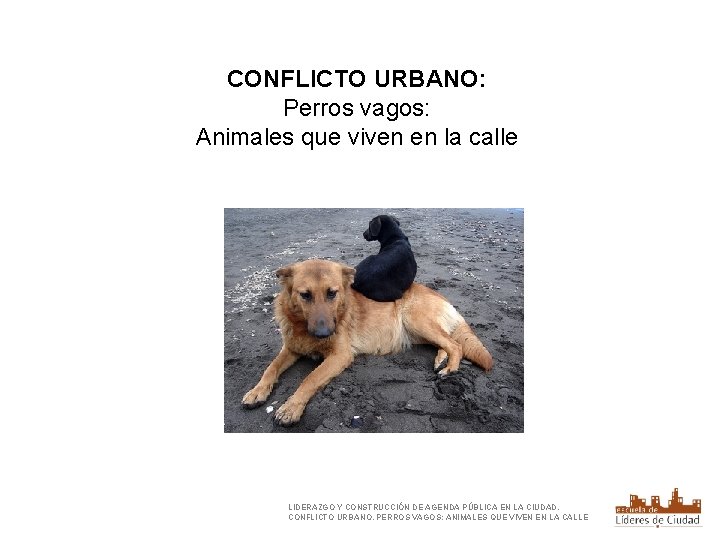 CONFLICTO URBANO: Perros vagos: Animales que viven en la calle LIDERAZGO Y CONSTRUCCIÓN DE