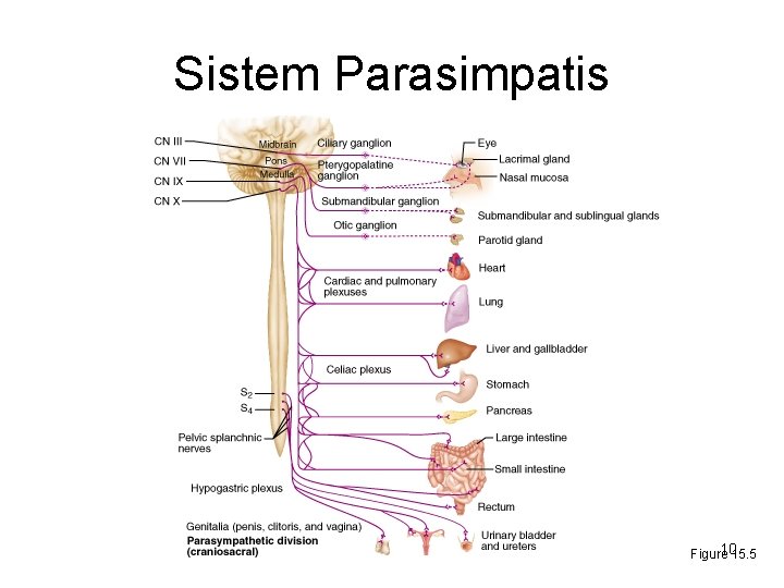 Sistem Parasimpatis 1015. 5 Figure 