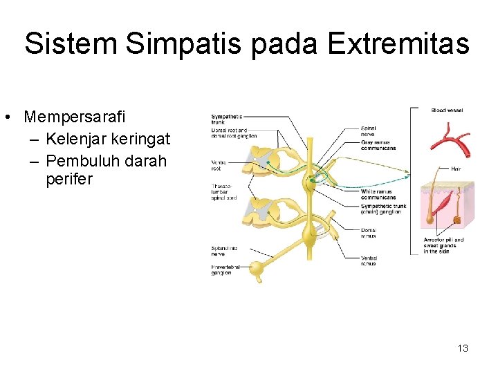 Sistem Simpatis pada Extremitas • Mempersarafi – Kelenjar keringat – Pembuluh darah perifer 13