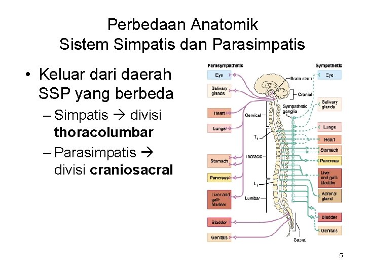 Perbedaan Anatomik Sistem Simpatis dan Parasimpatis • Keluar dari daerah SSP yang berbeda –