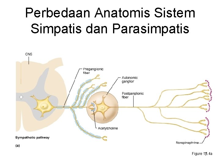 Perbedaan Anatomis Sistem Simpatis dan Parasimpatis Figure 15. 4 a 7 