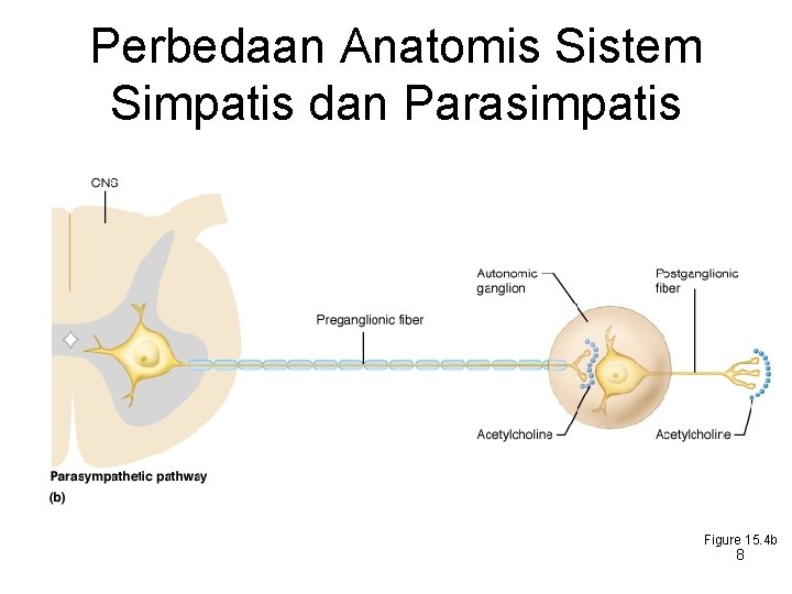 Perbedaan Anatomis Sistem Simpatis dan Parasimpatis Figure 15. 4 b 8 