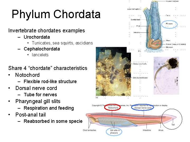 Phylum Chordata Invertebrate chordates examples – Urochordata • Tunicates, sea squirts, ascidians – Cephalochordata