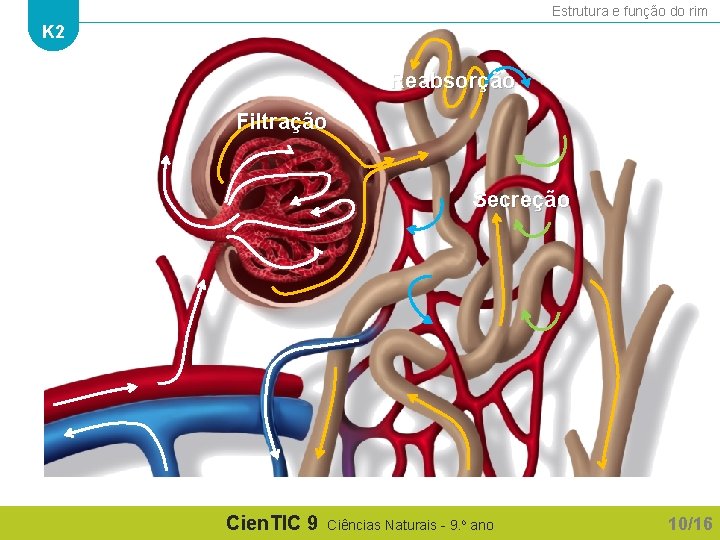 Estrutura e função do rim K 2 Reabsorção Filtração Secreção Cien. TIC 9 Ciências