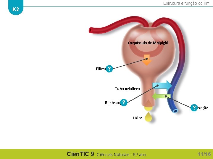 Estrutura e função do rim K 2 Corpúsculo de Malpighi Filtração ? Tubo urinífero