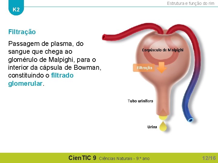 Estrutura e função do rim K 2 Filtração Passagem de plasma, do sangue que