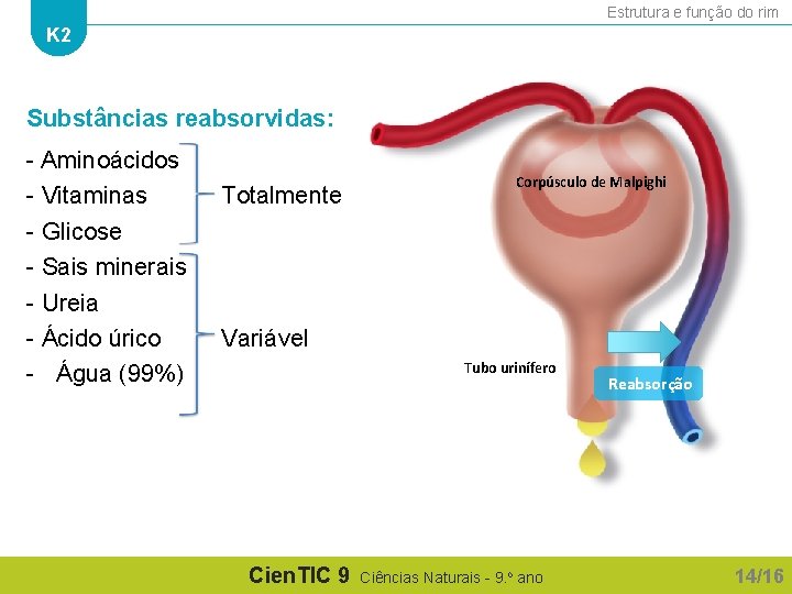 Estrutura e função do rim K 2 Substâncias reabsorvidas: - Aminoácidos - Vitaminas -