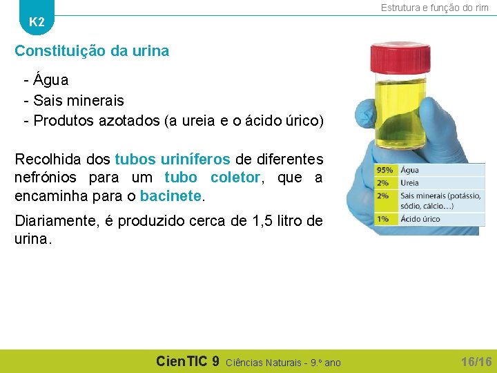 Estrutura e função do rim K 2 Constituição da urina - Água - Sais