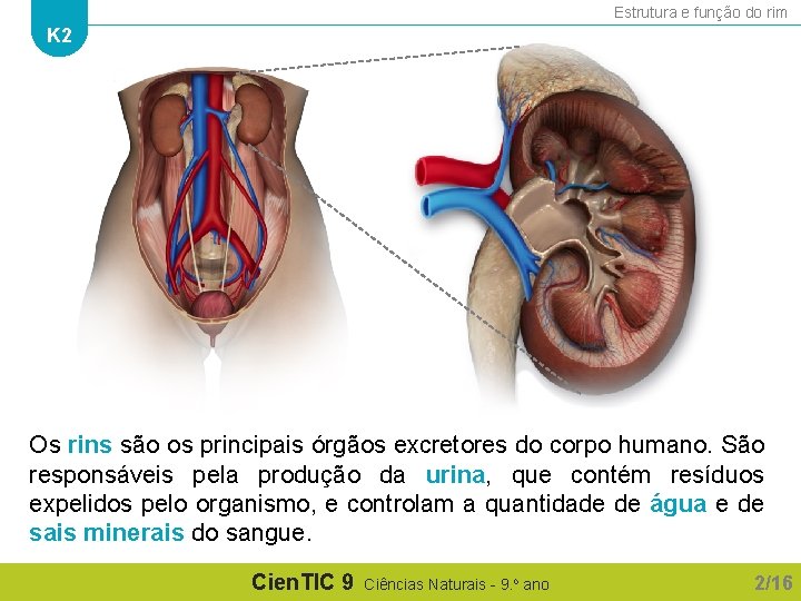 Estrutura e função do rim K 2 Os rins são os principais órgãos excretores