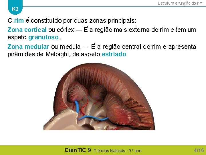 Estrutura e função do rim K 2 O rim e constituído por duas zonas
