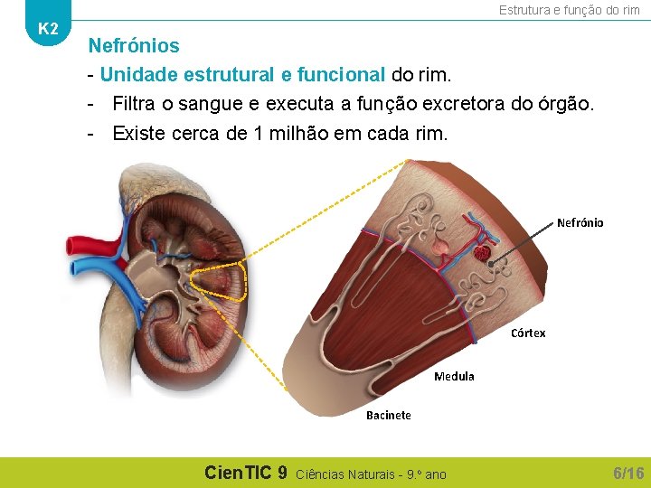 Estrutura e função do rim K 2 Nefrónios - Unidade estrutural e funcional do